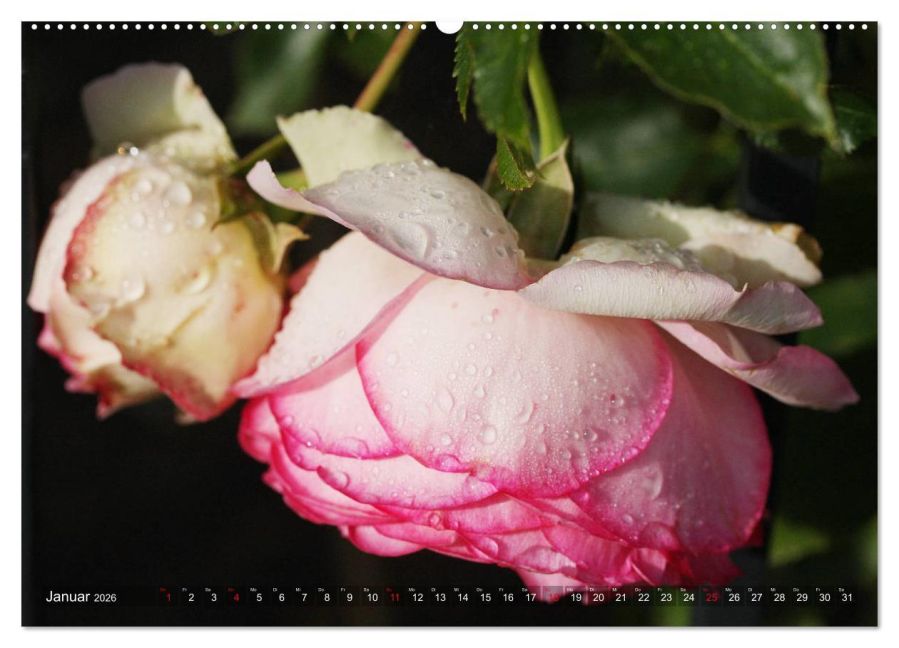 additionalImage6