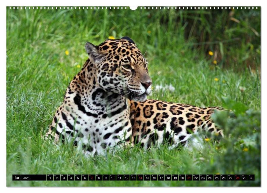 additionalImage10