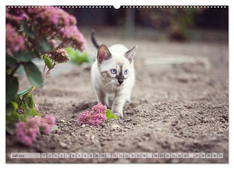 additionalImage12