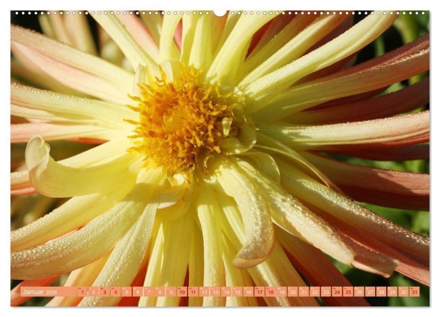 additionalImage6