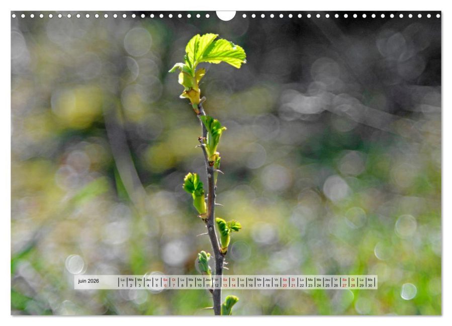 additionalImage11