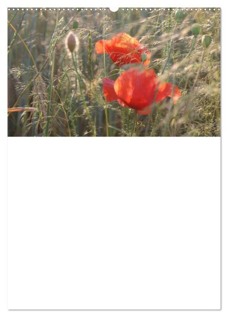 additionalImage13