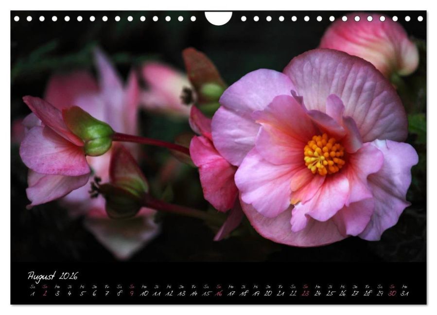 additionalImage13