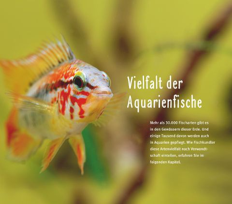 additionalImage2