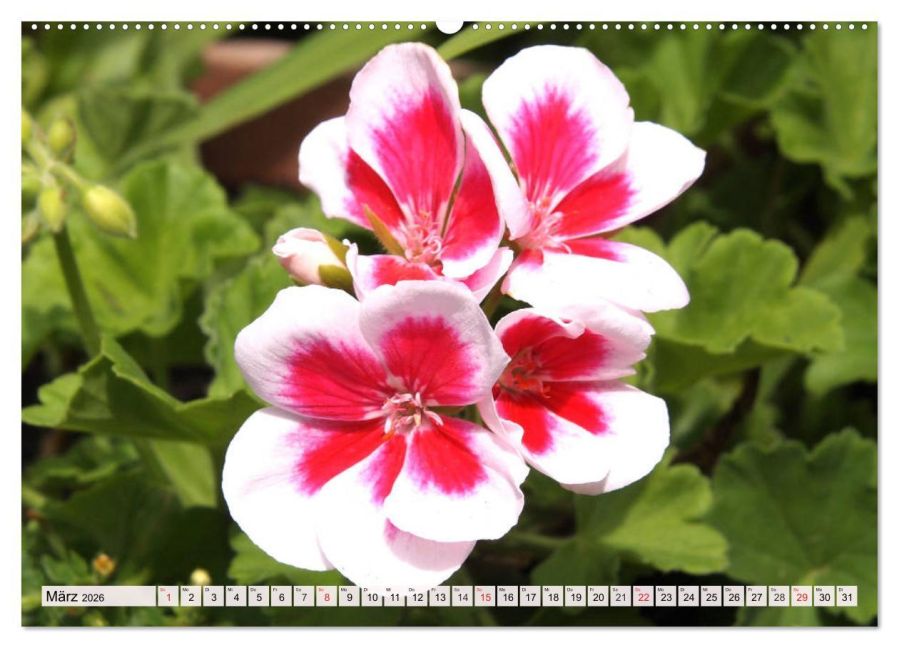 additionalImage7