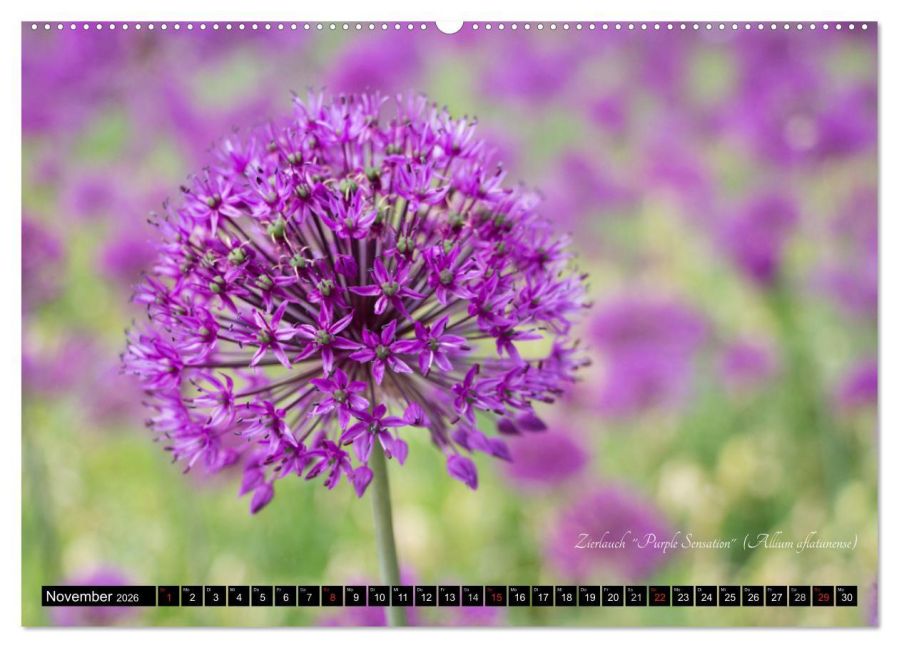 additionalImage2