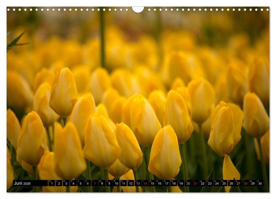 additionalImage11