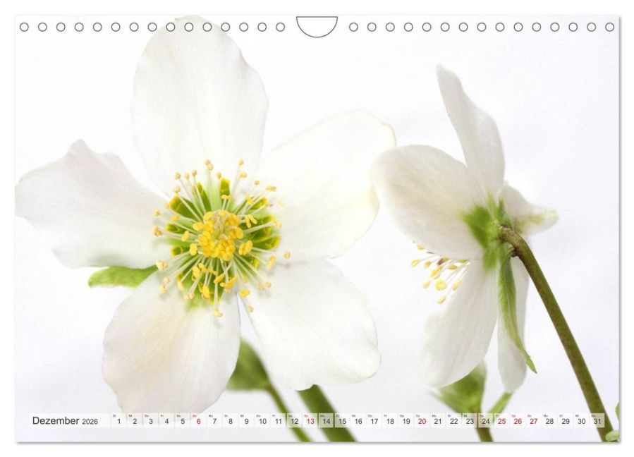 additionalImage4