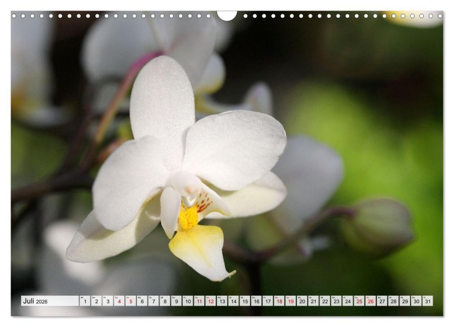 additionalImage12