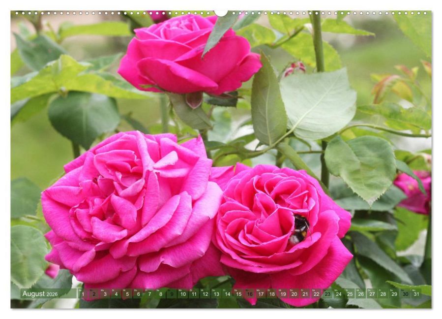 additionalImage12