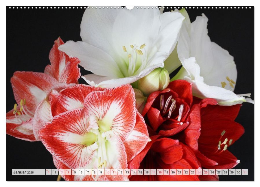 additionalImage5