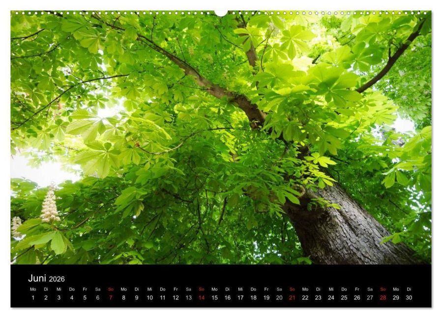additionalImage11