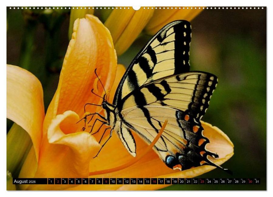 additionalImage12