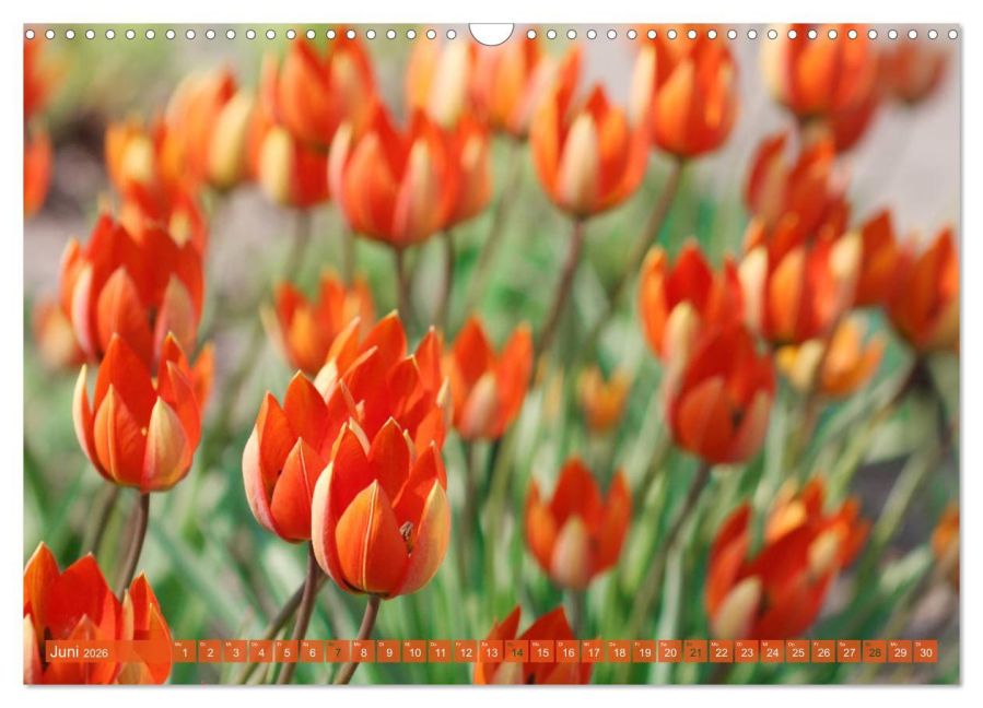 additionalImage11