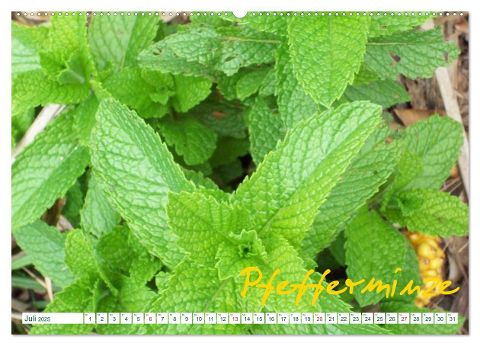additionalImage11