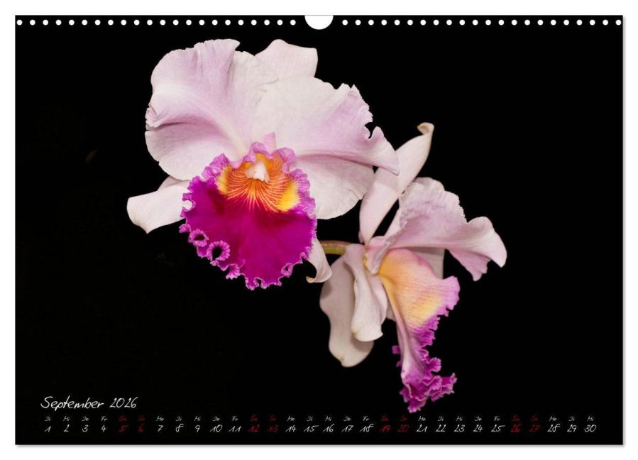 additionalImage14