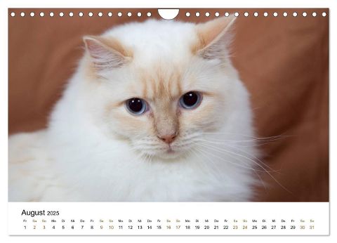 additionalImage13