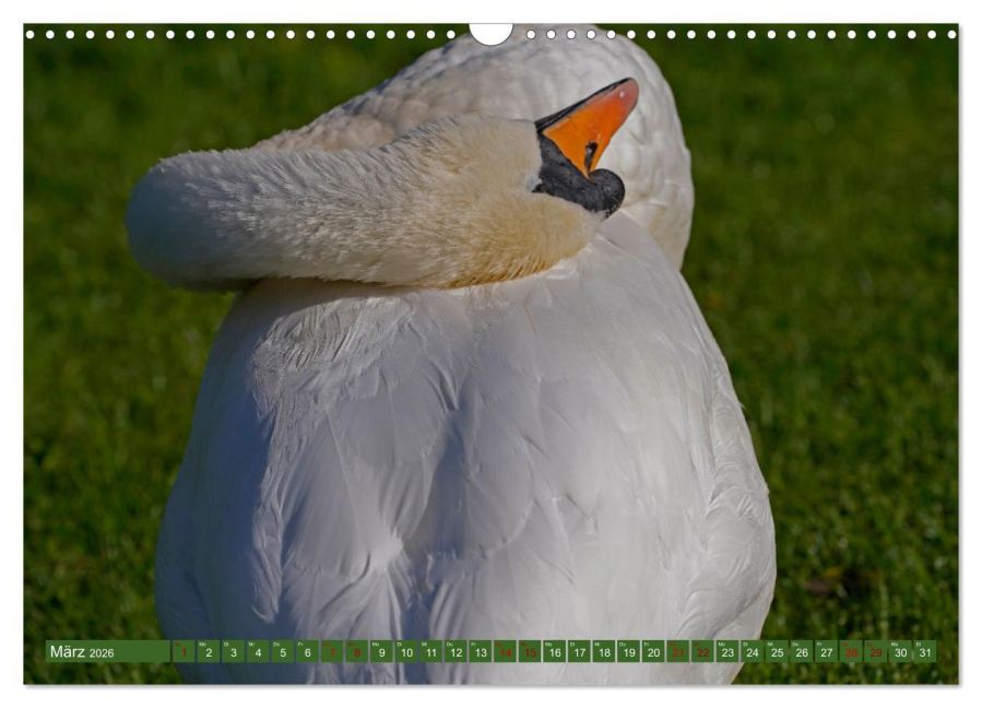 additionalImage8