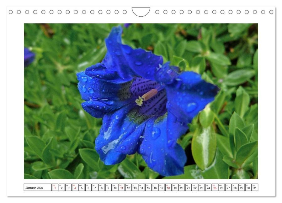 additionalImage6