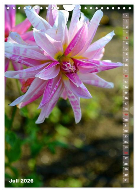 additionalImage12