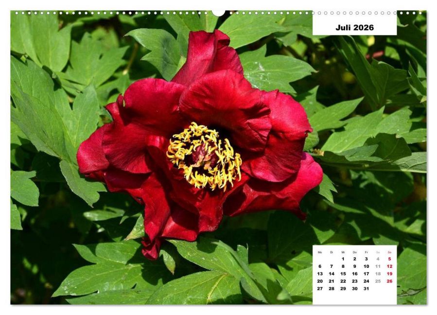 additionalImage12