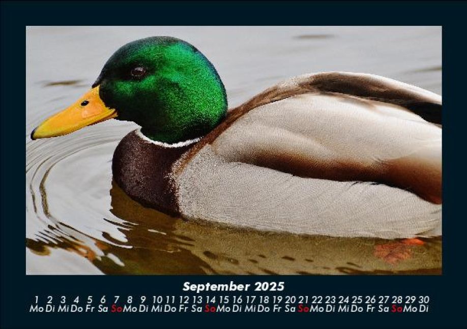 additionalImage1