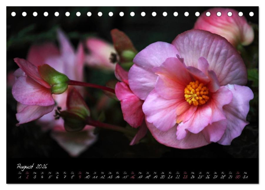additionalImage13