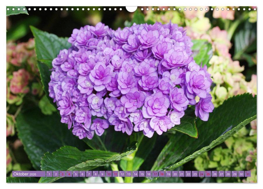 additionalImage2