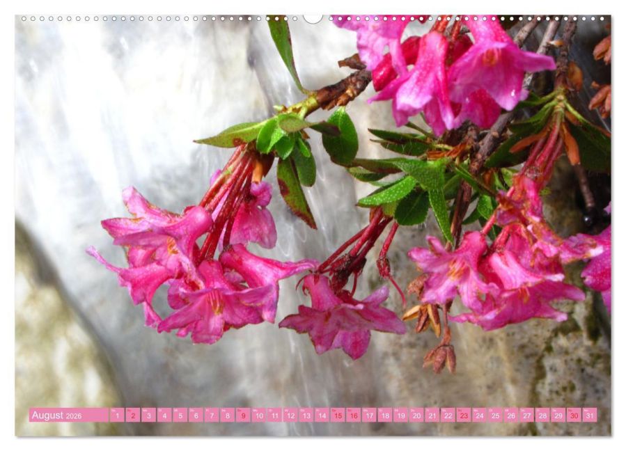 additionalImage12