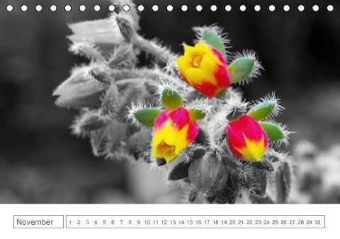 additionalImage11