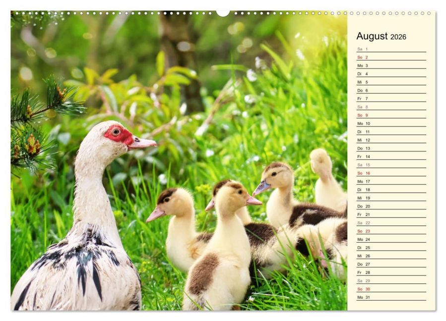 additionalImage12
