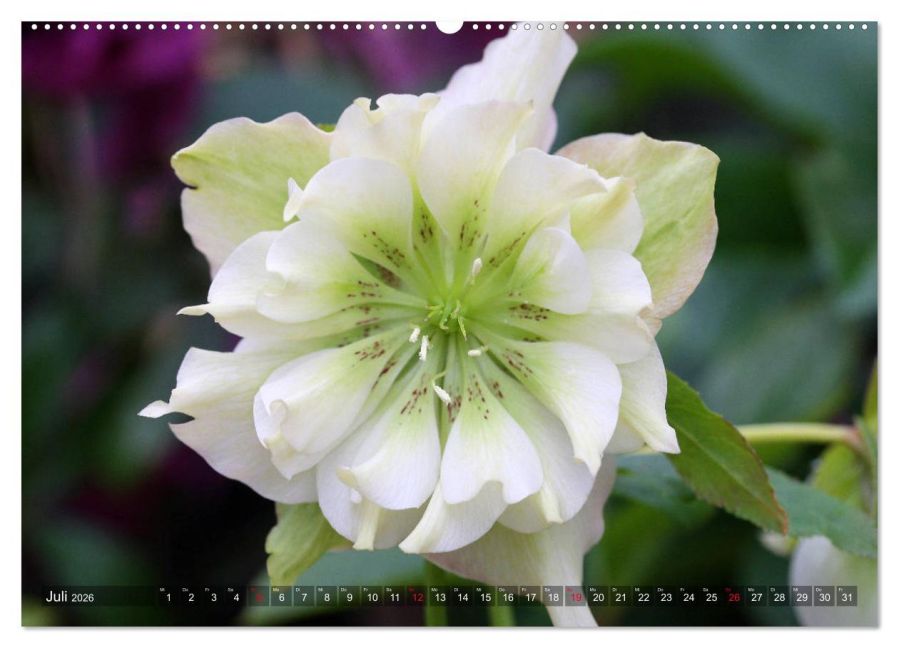 additionalImage11
