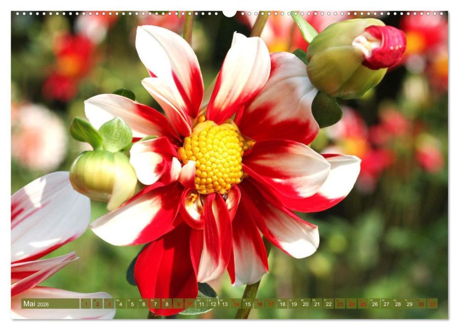 additionalImage10