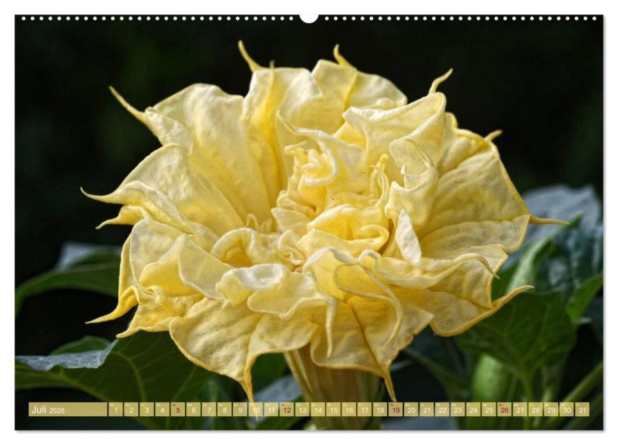 additionalImage11