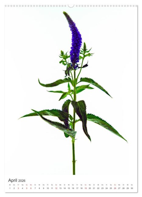 additionalImage8