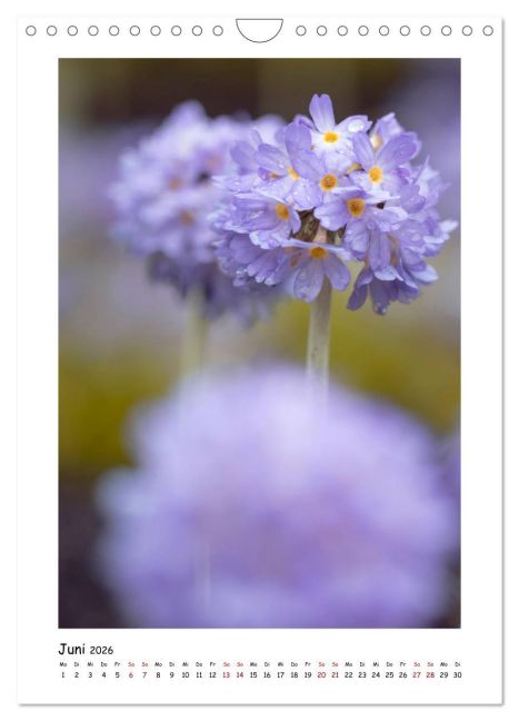 additionalImage11