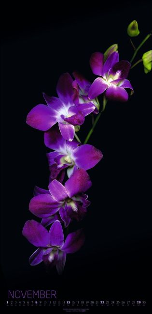 additionalImage11