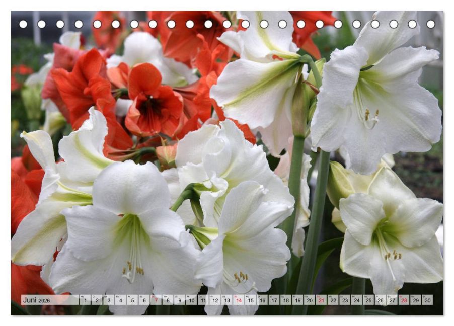 additionalImage11