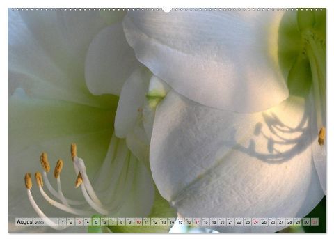 additionalImage13