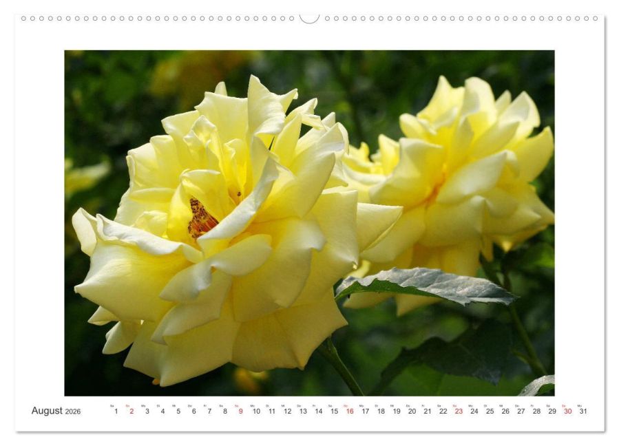 additionalImage12