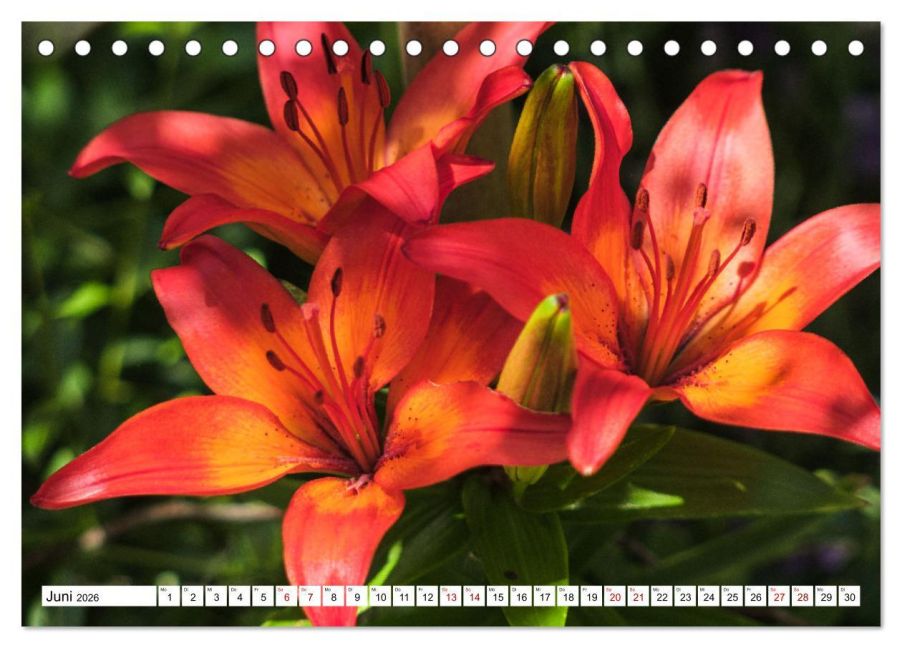 additionalImage11