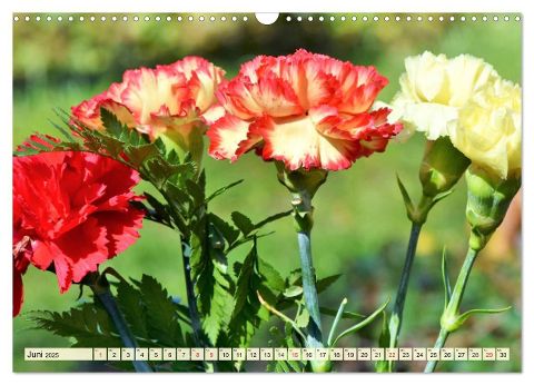 additionalImage11