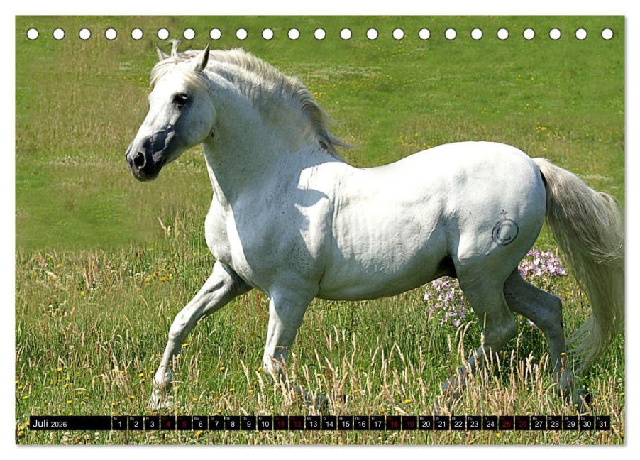 additionalImage12