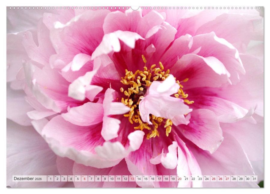 additionalImage4