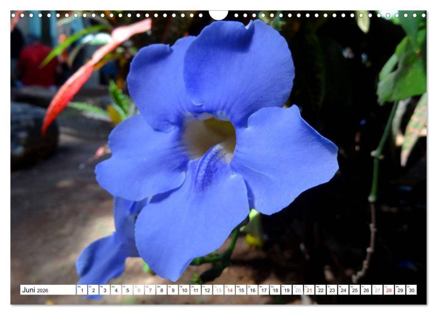 additionalImage11
