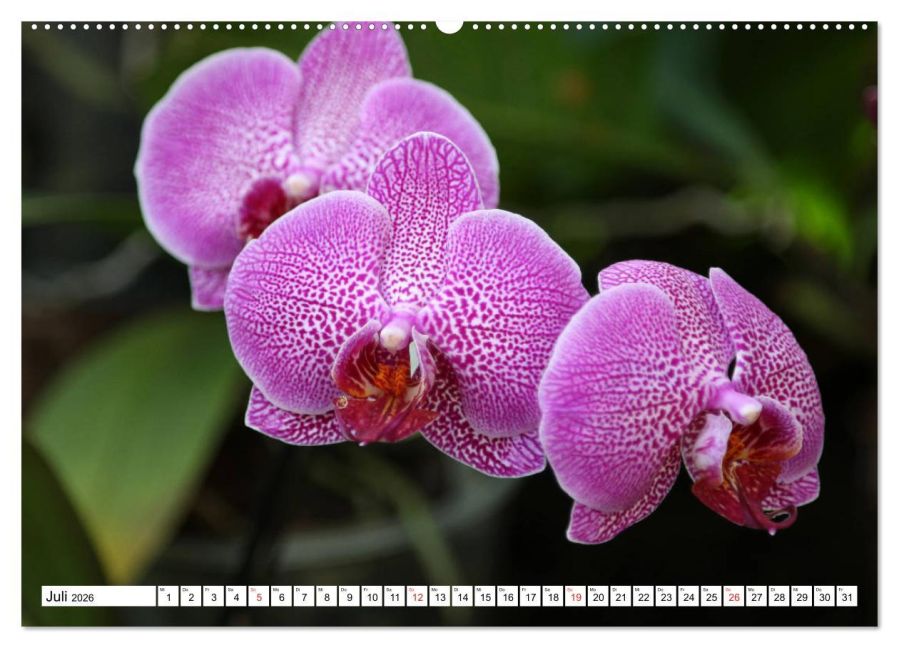 additionalImage11