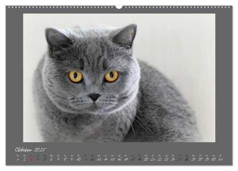 additionalImage1