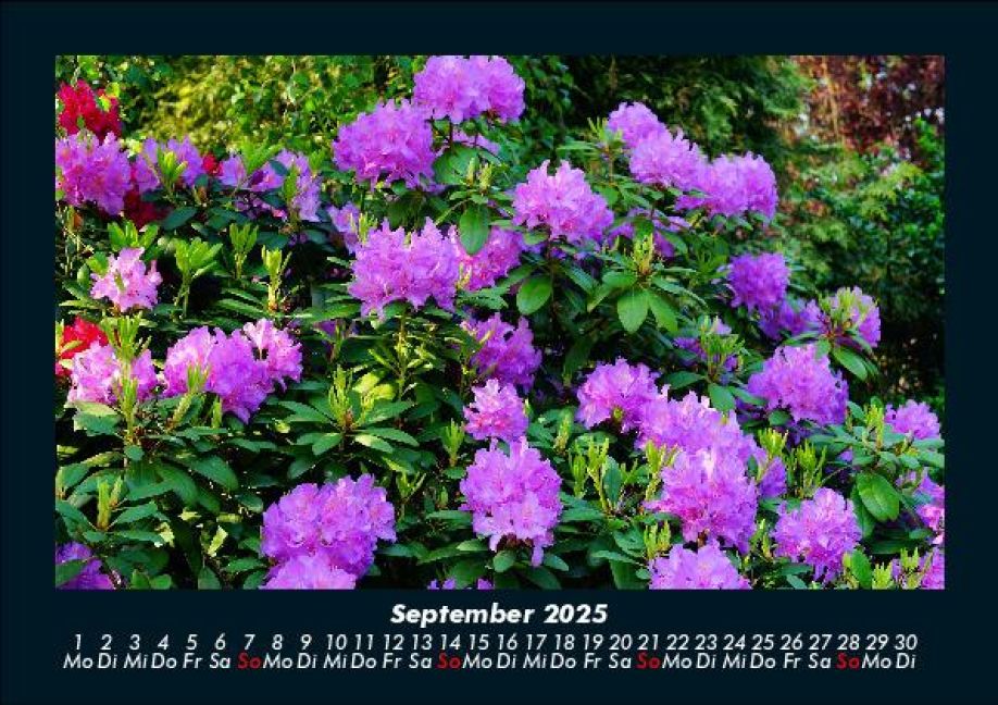 additionalImage1