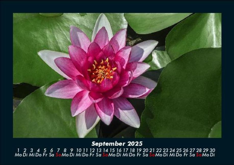 additionalImage1