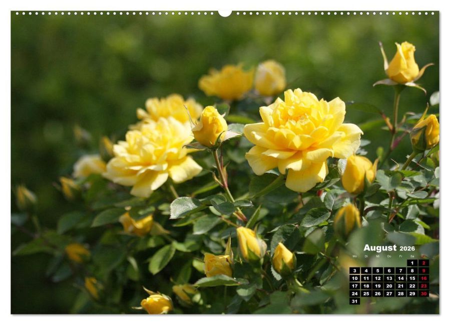 additionalImage12